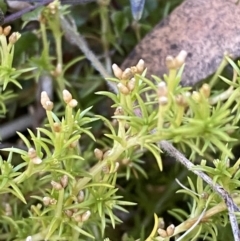 Scleranthus biflorus at Rendezvous Creek, ACT - 27 May 2023 11:01 AM