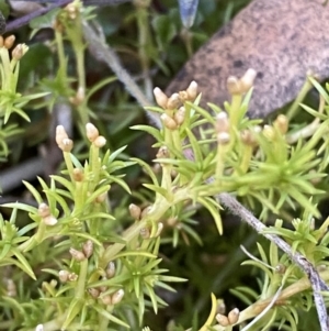 Scleranthus biflorus at Rendezvous Creek, ACT - 27 May 2023 11:01 AM