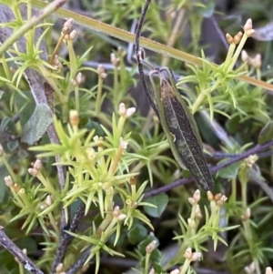 Scleranthus biflorus at Rendezvous Creek, ACT - 27 May 2023