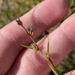 Leucopogon virgatus (Common Beard-heath) at Rendezvous Creek, ACT - 27 May 2023 by Tapirlord