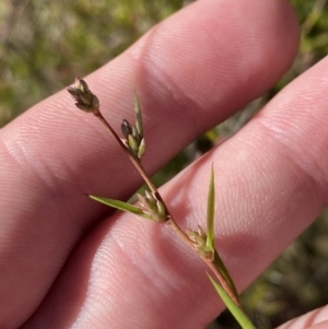 Leucopogon virgatus at Rendezvous Creek, ACT - 27 May 2023