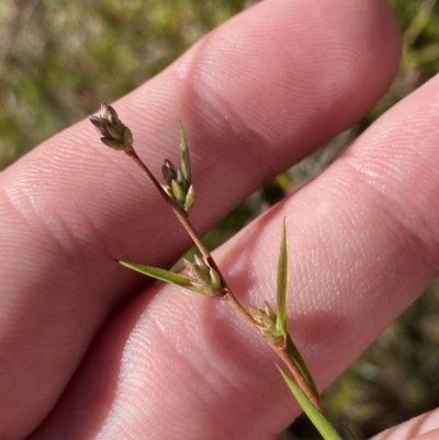 Leucopogon virgatus (Common Beard-heath) at Rendezvous Creek, ACT - 27 May 2023 by Tapirlord