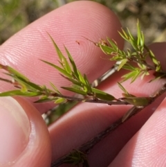 Leucopogon virgatus at Rendezvous Creek, ACT - 27 May 2023