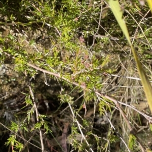 Leucopogon virgatus at Rendezvous Creek, ACT - 27 May 2023 11:00 AM