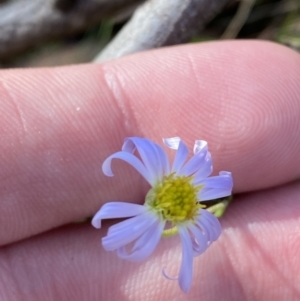 Brachyscome rigidula at Rendezvous Creek, ACT - 27 May 2023