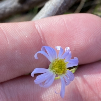 Brachyscome rigidula (Hairy Cut-leaf Daisy) at Rendezvous Creek, ACT - 27 May 2023 by Tapirlord