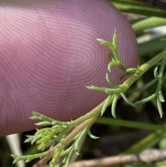 Brachyscome rigidula at Rendezvous Creek, ACT - 27 May 2023