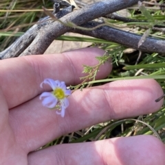 Brachyscome rigidula at Rendezvous Creek, ACT - 27 May 2023 11:00 AM