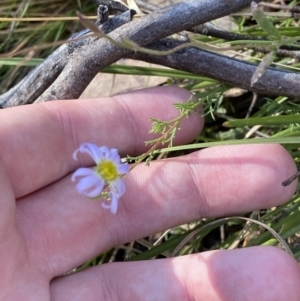 Brachyscome rigidula at Rendezvous Creek, ACT - 27 May 2023