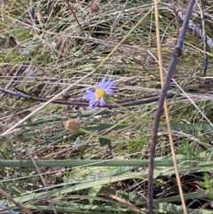 Brachyscome rigidula at Rendezvous Creek, ACT - 27 May 2023