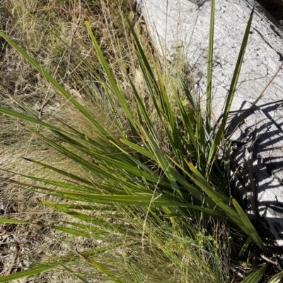 Dianella revoluta var. revoluta (Black-Anther Flax Lily) at Rendezvous Creek, ACT - 27 May 2023 by Tapirlord