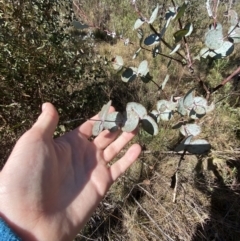 Eucalyptus rubida (Candlebark) at Rendezvous Creek, ACT - 27 May 2023 by Tapirlord