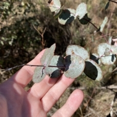Eucalyptus rubida at Rendezvous Creek, ACT - 27 May 2023