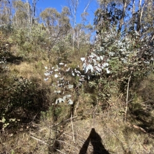 Eucalyptus rubida at Rendezvous Creek, ACT - 27 May 2023