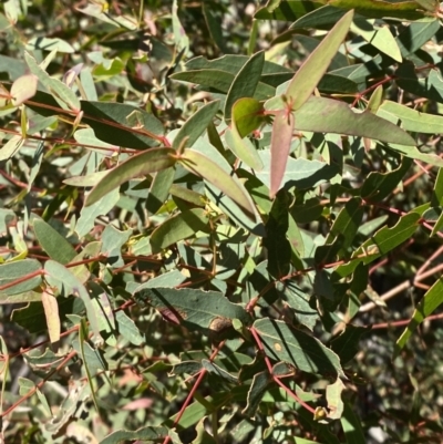 Eucalyptus radiata subsp. robertsonii (Robertson's Peppermint) at Rendezvous Creek, ACT - 27 May 2023 by Tapirlord