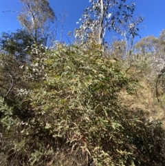 Eucalyptus radiata subsp. robertsonii at Rendezvous Creek, ACT - 27 May 2023