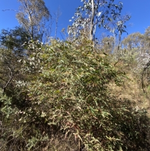 Eucalyptus radiata subsp. robertsonii at Rendezvous Creek, ACT - 27 May 2023