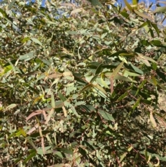 Eucalyptus radiata subsp. robertsonii at Rendezvous Creek, ACT - 27 May 2023 10:59 AM