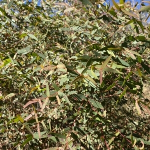 Eucalyptus radiata subsp. robertsonii at Rendezvous Creek, ACT - 27 May 2023