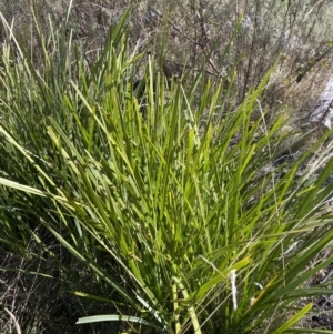 Lomandra longifolia at Rendezvous Creek, ACT - 27 May 2023
