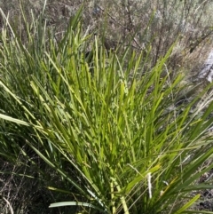 Lomandra longifolia (Spiny-headed Mat-rush, Honey Reed) at Rendezvous Creek, ACT - 27 May 2023 by Tapirlord