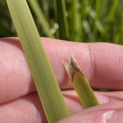 Lomandra longifolia at Rendezvous Creek, ACT - 27 May 2023