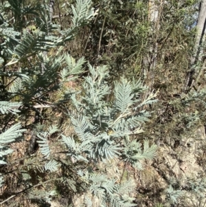 Acacia dealbata subsp. subalpina at Rendezvous Creek, ACT - 27 May 2023 10:58 AM