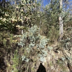 Acacia dealbata subsp. subalpina at Rendezvous Creek, ACT - 27 May 2023 10:58 AM