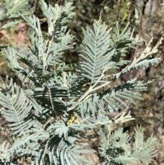 Acacia dealbata subsp. subalpina at Rendezvous Creek, ACT - 27 May 2023