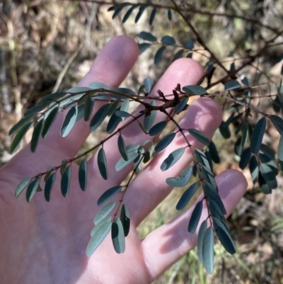 Indigofera australis subsp. australis (Australian Indigo) at Rendezvous Creek, ACT - 27 May 2023 by Tapirlord