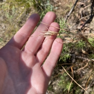 Themeda triandra at Rendezvous Creek, ACT - 27 May 2023 10:57 AM