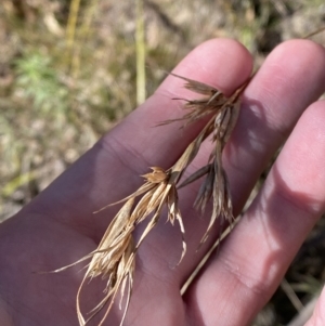 Themeda triandra at Rendezvous Creek, ACT - 27 May 2023 10:57 AM