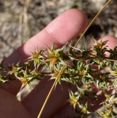 Pultenaea procumbens (Bush Pea) at Rendezvous Creek, ACT - 27 May 2023 by Tapirlord