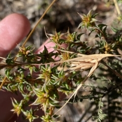 Pultenaea procumbens at Rendezvous Creek, ACT - 27 May 2023 10:57 AM