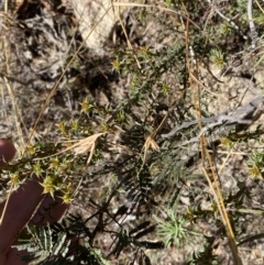 Pultenaea procumbens at Rendezvous Creek, ACT - 27 May 2023