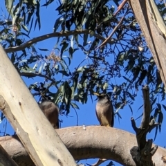 Acridotheres tristis (Common Myna) at Watson Woodlands - 9 May 2023 by AniseStar