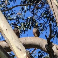 Acridotheres tristis at Watson, ACT - 9 May 2023