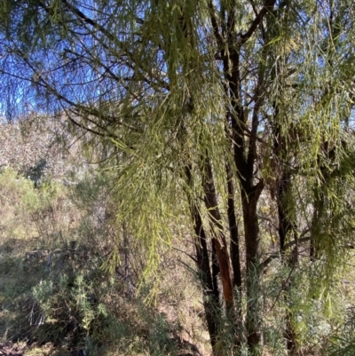 Exocarpos cupressiformis (Cherry Ballart) at Rendezvous Creek, ACT - 27 May 2023 by Tapirlord