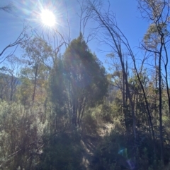 Exocarpos cupressiformis at Rendezvous Creek, ACT - 27 May 2023 10:56 AM