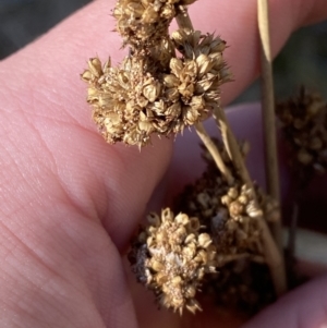 Juncus australis at Rendezvous Creek, ACT - 27 May 2023 10:55 AM