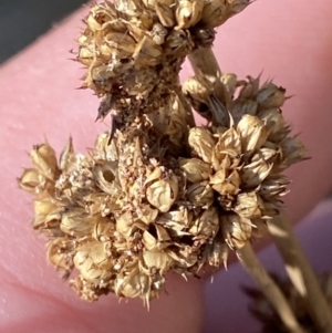 Juncus australis at Rendezvous Creek, ACT - 27 May 2023 10:55 AM