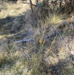 Juncus australis at Rendezvous Creek, ACT - 27 May 2023 10:55 AM