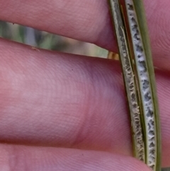 Juncus australis at Rendezvous Creek, ACT - 27 May 2023 10:55 AM