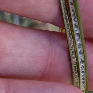 Juncus australis at Rendezvous Creek, ACT - 27 May 2023