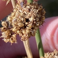 Juncus australis at Rendezvous Creek, ACT - 27 May 2023 10:55 AM