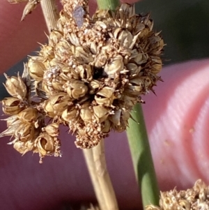 Juncus australis at Rendezvous Creek, ACT - 27 May 2023