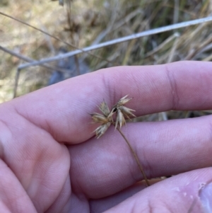 Juncus homalocaulis at Rendezvous Creek, ACT - 27 May 2023 10:55 AM