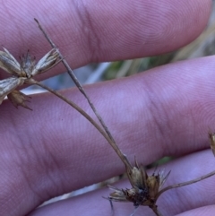 Juncus homalocaulis at Rendezvous Creek, ACT - 27 May 2023