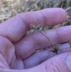 Juncus homalocaulis at Rendezvous Creek, ACT - 27 May 2023