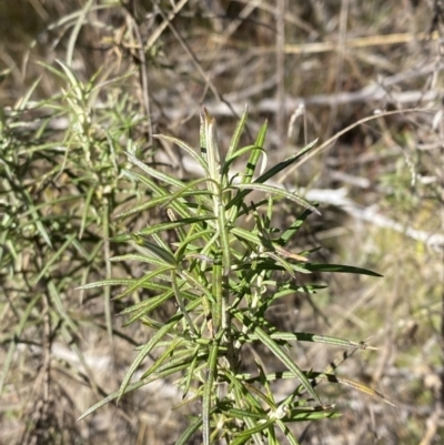 Cassinia longifolia (Shiny Cassinia, Cauliflower Bush) at Namadgi National Park - 27 May 2023 by Tapirlord